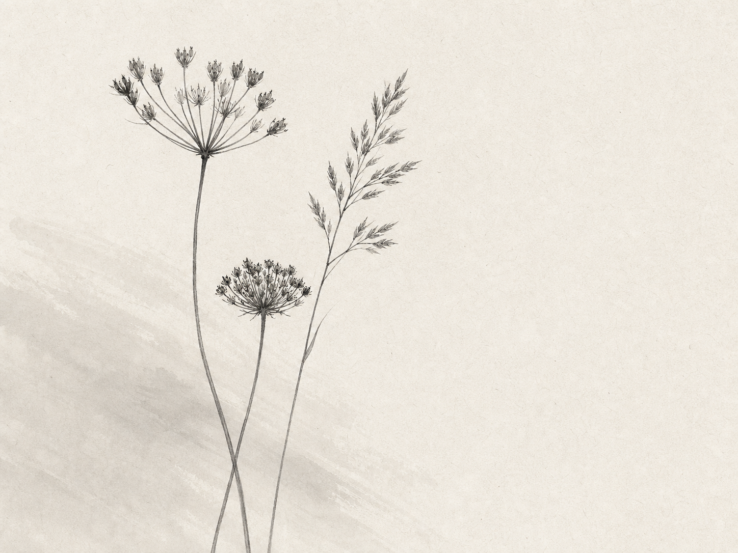 Monochrome botanical artwork with three slender meadow stems and soft seed heads against open negative space.